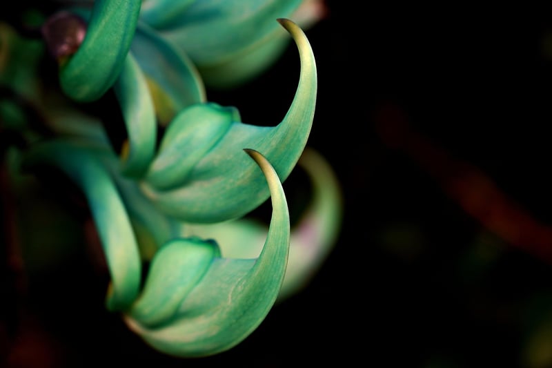 Jade Vine